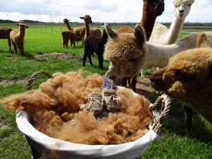 handgemaakte babyslofjes van alpacawol